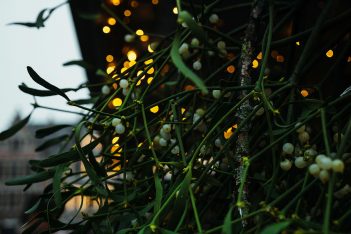 Branches of Mistletoe
