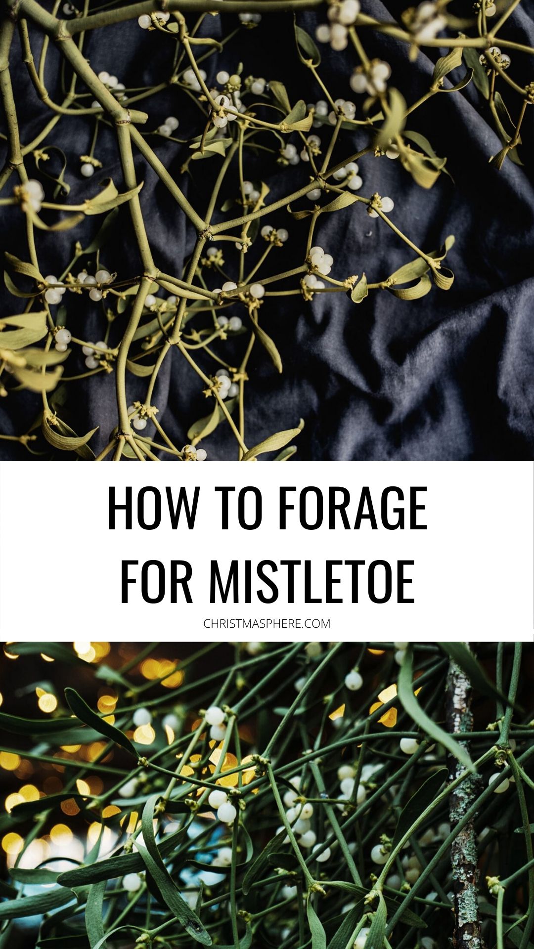 Forage for mistletoe