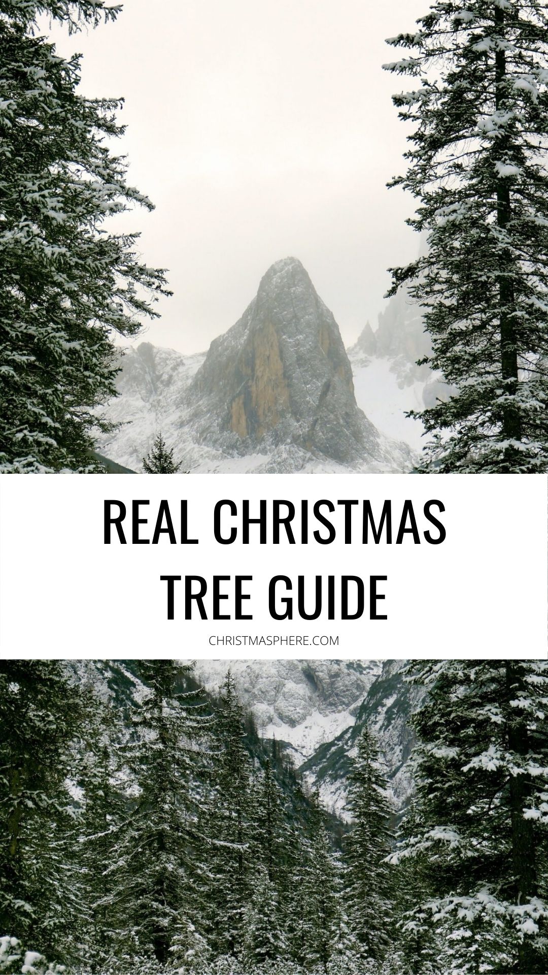 Real Christmas Tree Guide