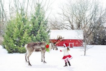 Child Visits Reindeer