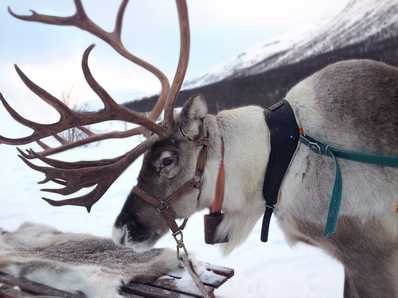 Reindeer With Harness