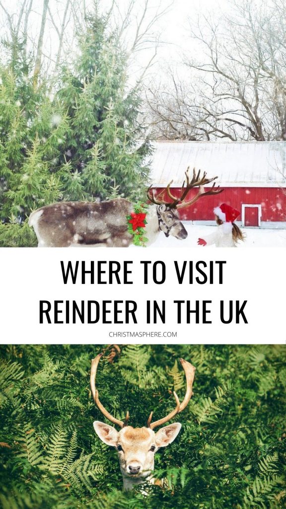 where to visit reindeer in the uk