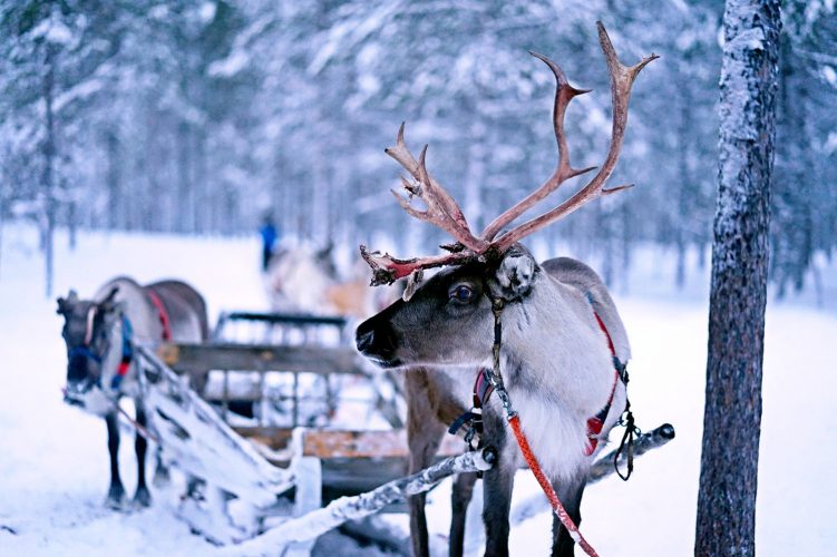 Reindeer