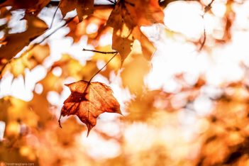 Golden orange leaves against a bright sunny autumn sky