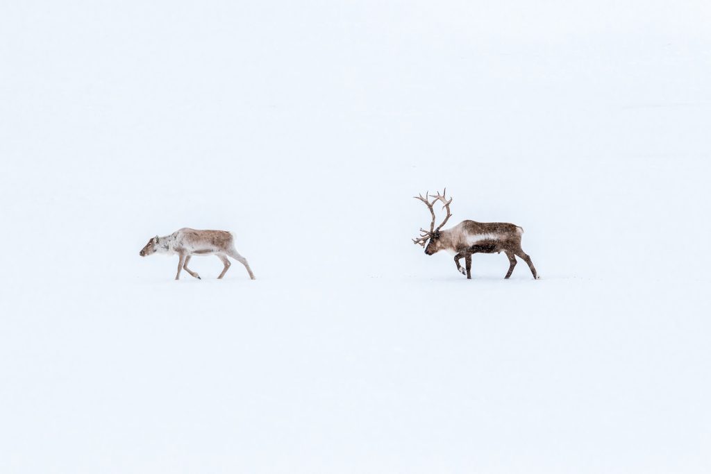 zwei Rentiere im Schnee